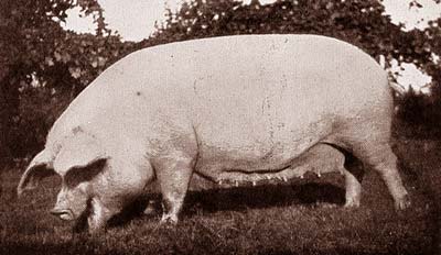 Scrofa di razza “Grande bianca”: Da Agricoltura Parmense, 1934.